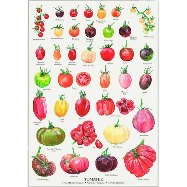 Plakat "TOMATER"