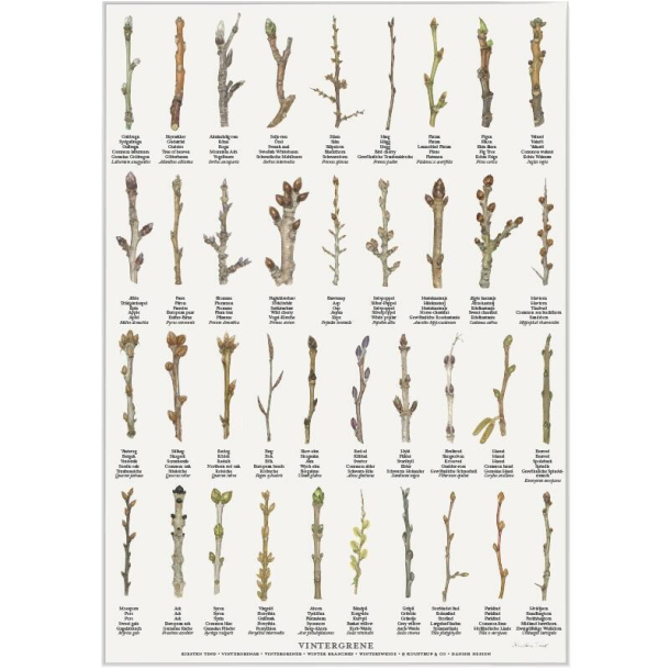 Plakat "VINTERGRENE"