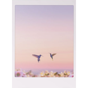 Polaroid kort, KOLIBRI