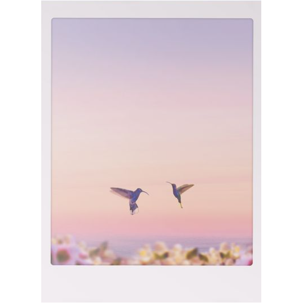 Polaroid kort, KOLIBRI