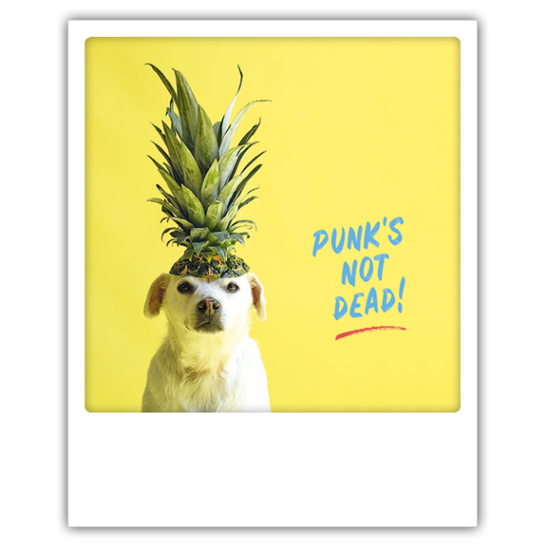 Polaroid kort, PUNKS NOT DEAD