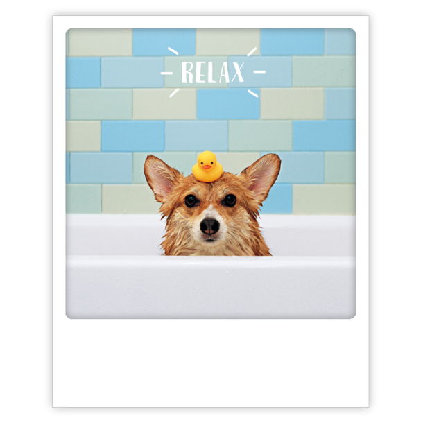 Polaroid kort, RELAX DOG