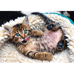 Puslespil Kattekilling, 1000 brikker