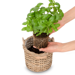 Skinbjerg - Hj Plante Kurv Natur, lille