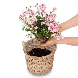 Skinbjerg - Hj Plante Kurv Natur, lille