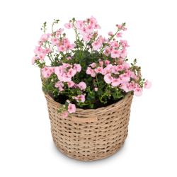 Skinbjerg - Hj Plante Kurv Natur, lille