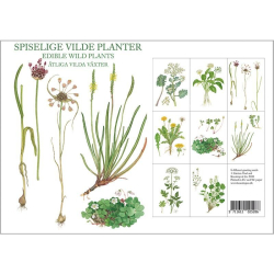 SPISELIGE VILDE PLANTER - 8 forskellige dobbeltkort