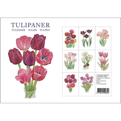 TULIPANER - 8 forskellige dobbeltkort