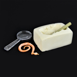 Udgravningsst Nature Fossil